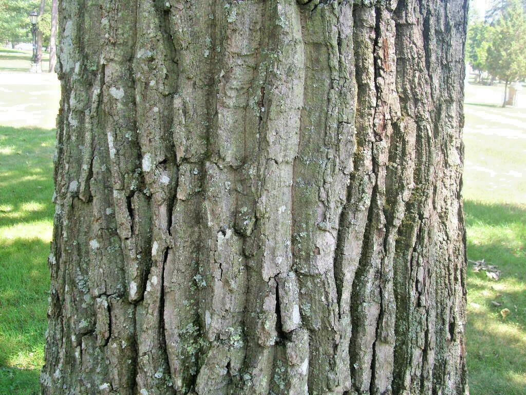 12 CHESTNUT OAK ACORNS – Quercus prinus