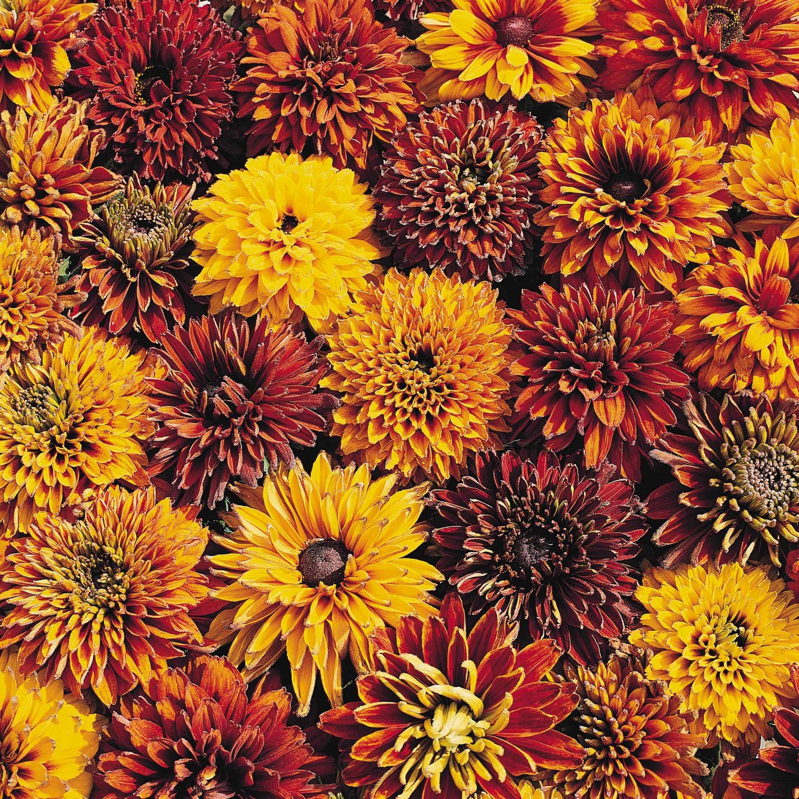200 Seeds Rudbeckia Hirta Cherokee Sunset AAS Winner Flower Seeds