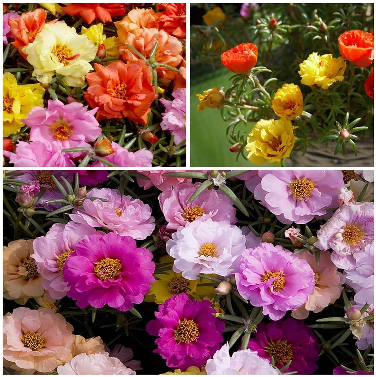 11000+ Portulaca Grandiflora Moss Rose Seeds Mixed Color Normal, Brown