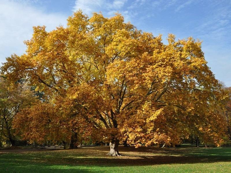 American Sycamore Tree – 24-36″ Tall Seedling, Live Plant, Platanus occidentalis