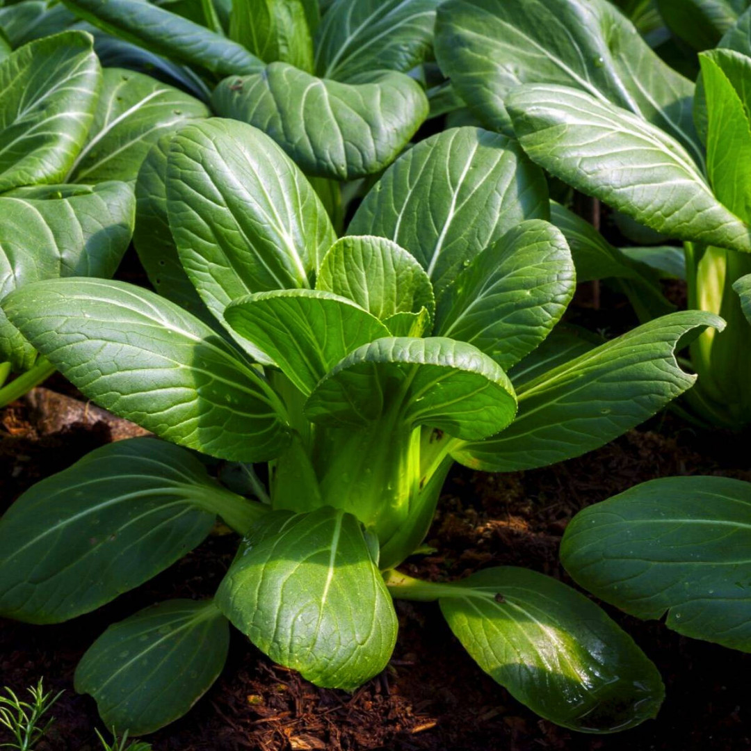 Fresh Canton Pak Choi Bak Choi Seeds | Heirloom Non-GMO | Asian Vegetable Seeds