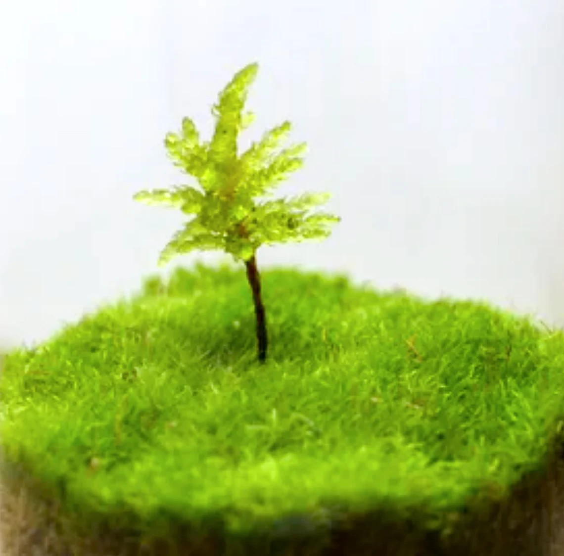 Climacium Tree Moss 10 pcs (Dendroides / Americanum) Live Moss for Terrarium