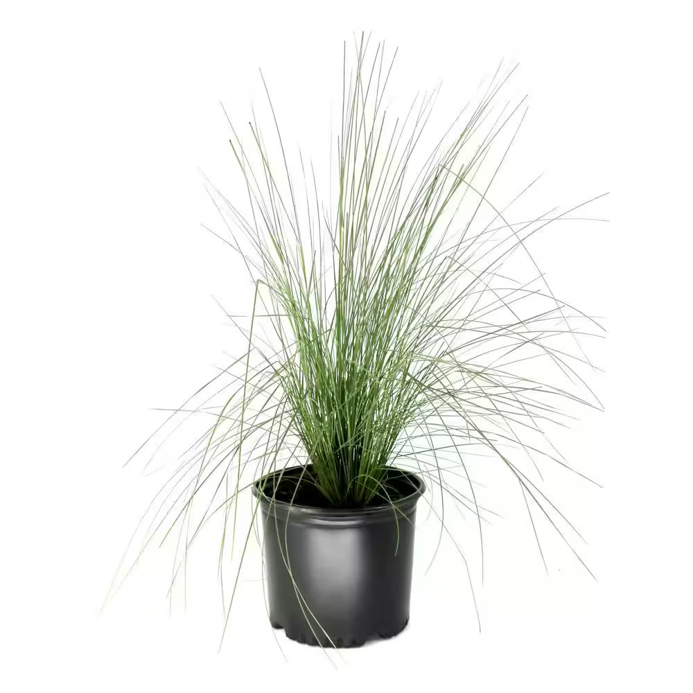 3 Gal. White Cloud Muhly Grass Plant