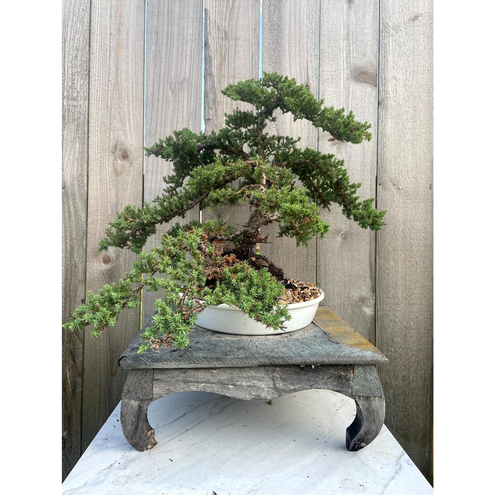 AWESOME! FATHER’S DAY GIFT – Procumbens Nana Juniper Bonsai, 16 YR, Strong Trunk