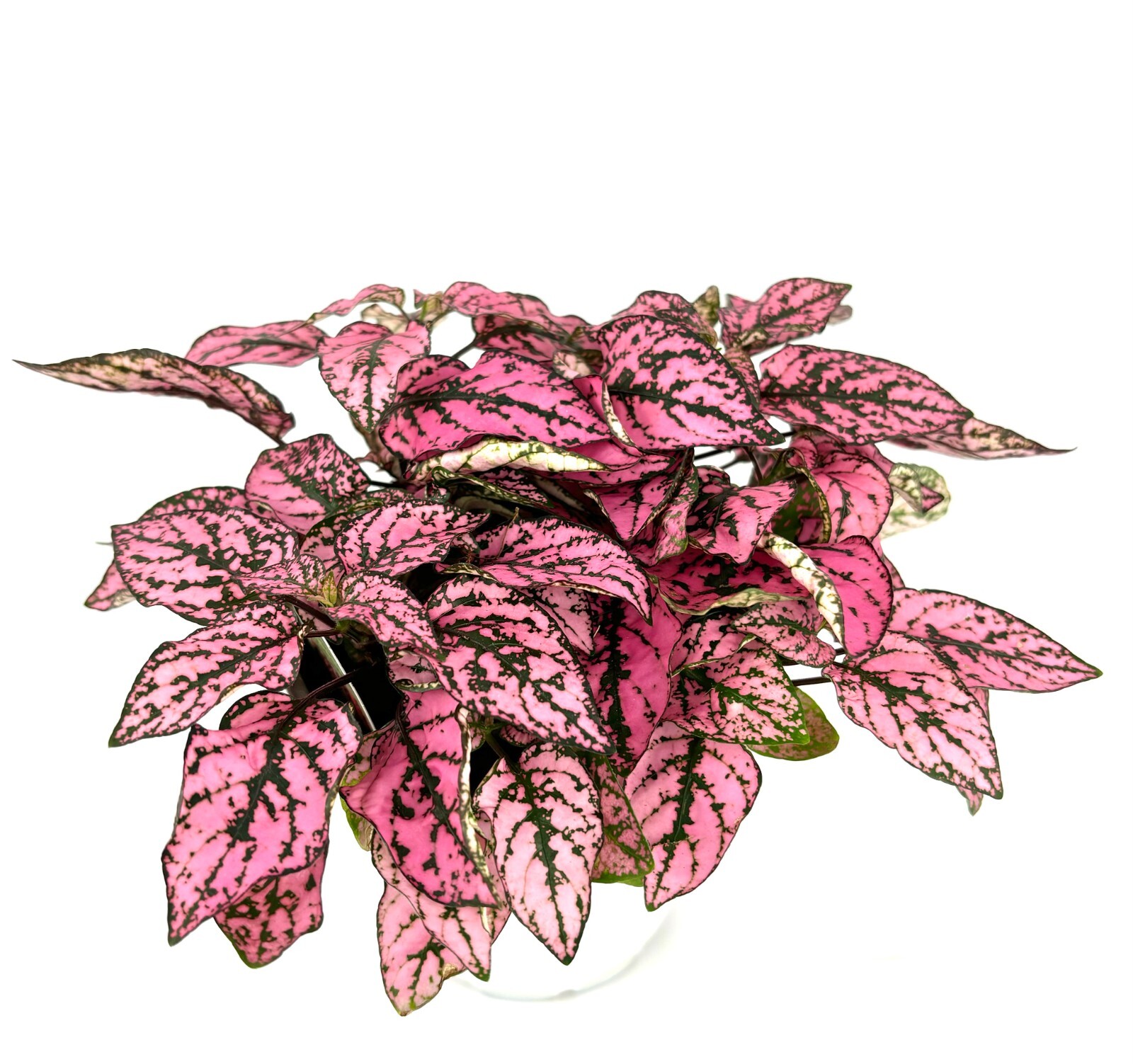 Large Hypoestes Pink Splash Live Potted House Plants Air Purifying, 3.5″ Pot