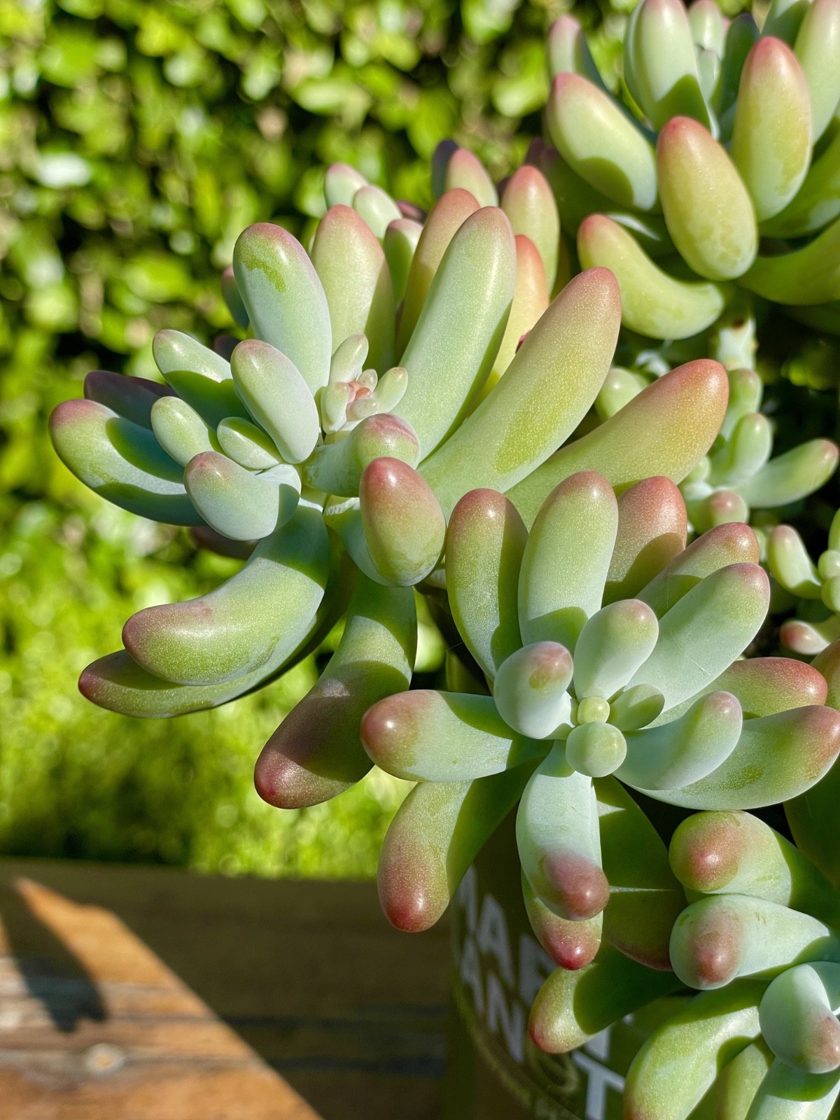 Rare Succulent Sedum Pachyphyllum Live Plant 2-3 Inches Unrooted Cutting