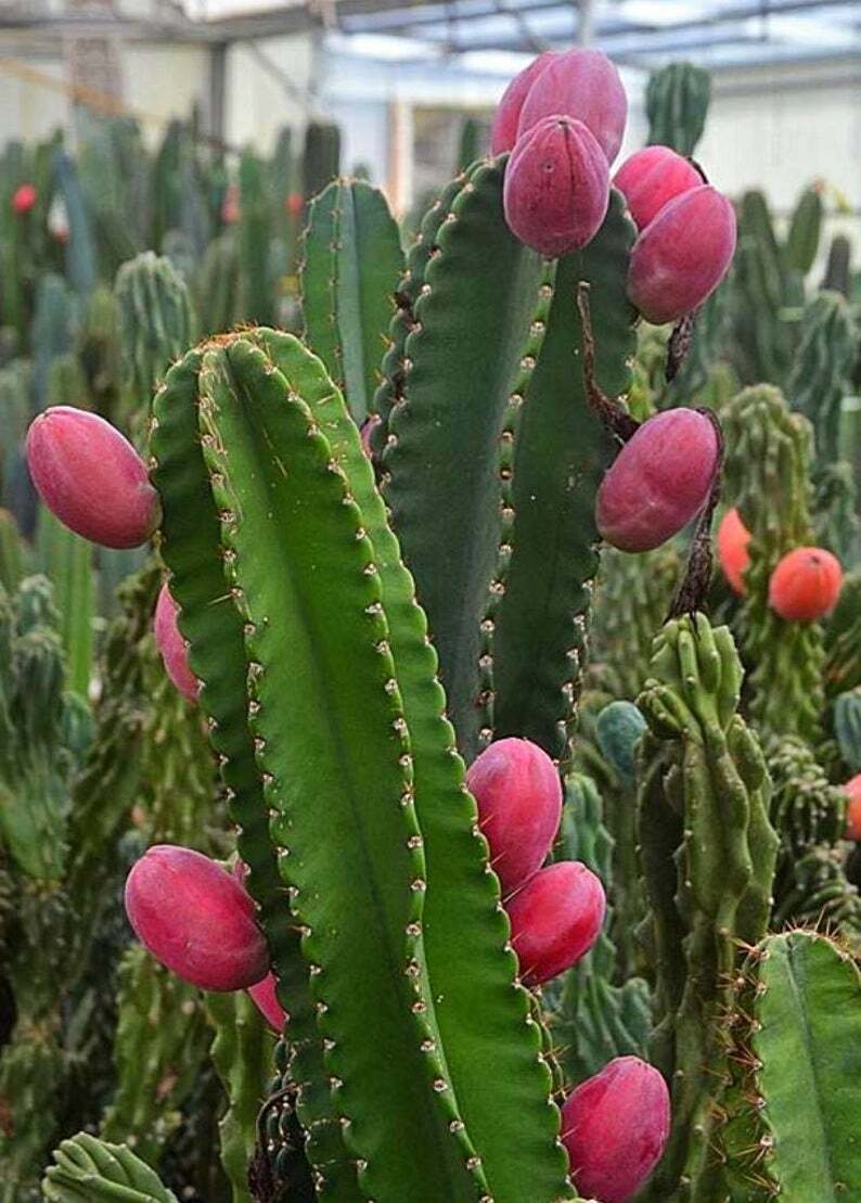 PERUVIAN APPLE CACTUS (Cereus peruvianus ) ORGANIC ROOTING CUTTING (18-24”)