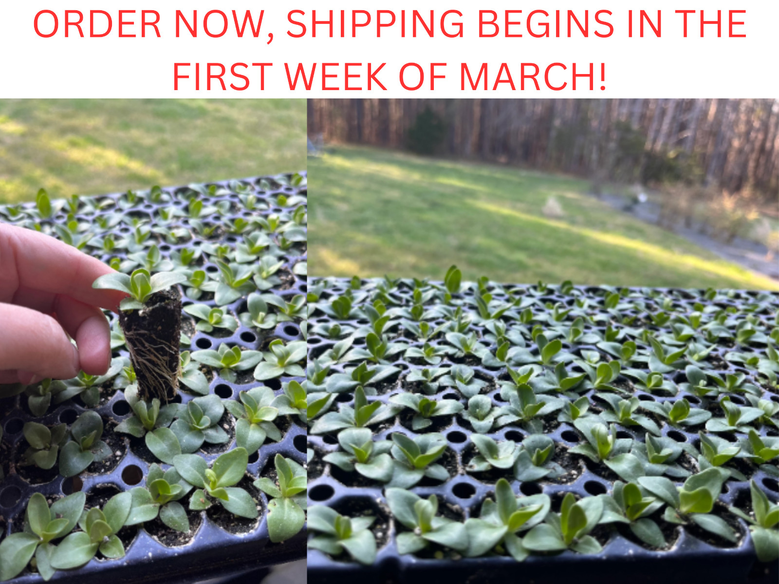 Lisianthus Live Plant, Healthy Starter, Mother’s Day Edition