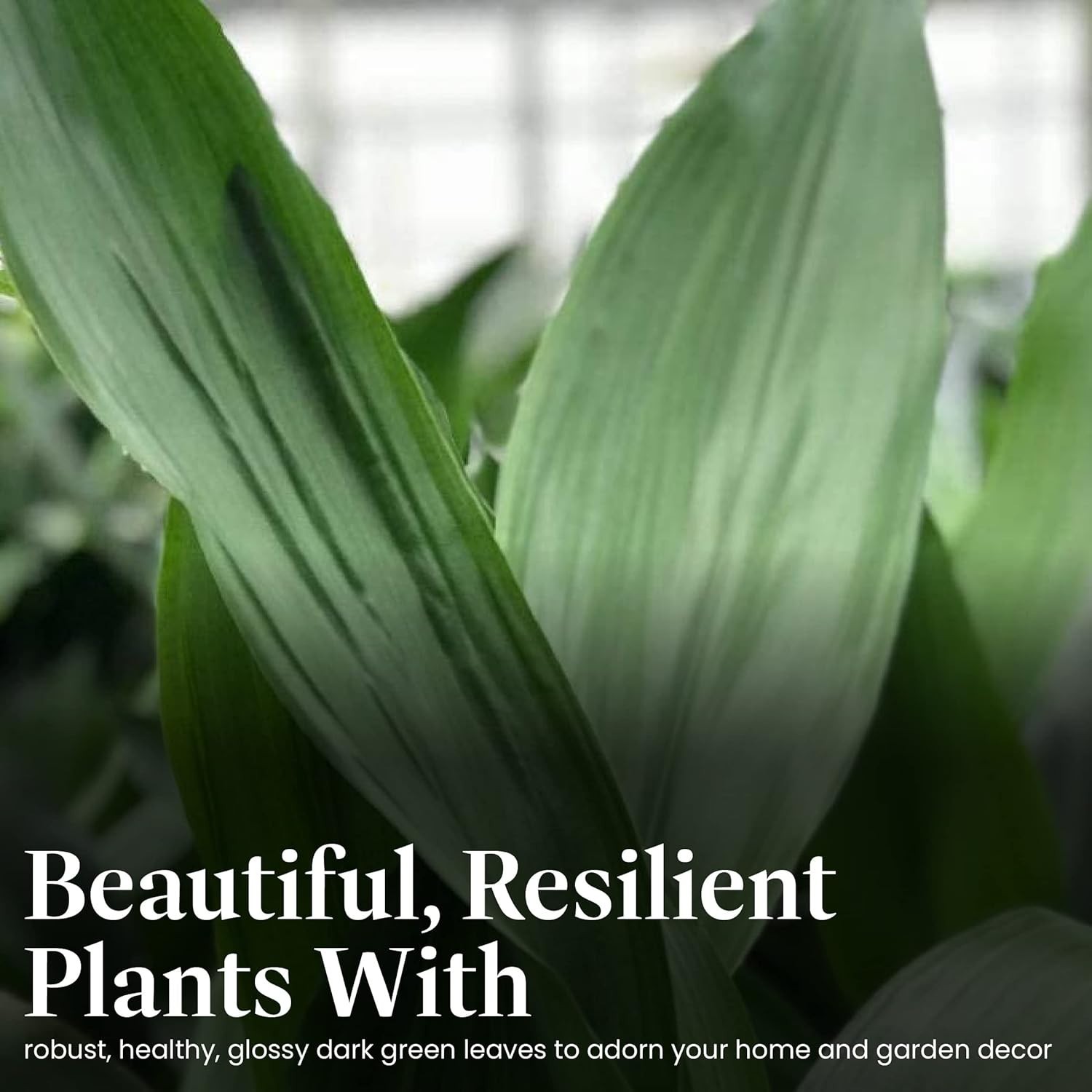 Resilient Low-Light Houseplant – Easy Care & Stunning Green