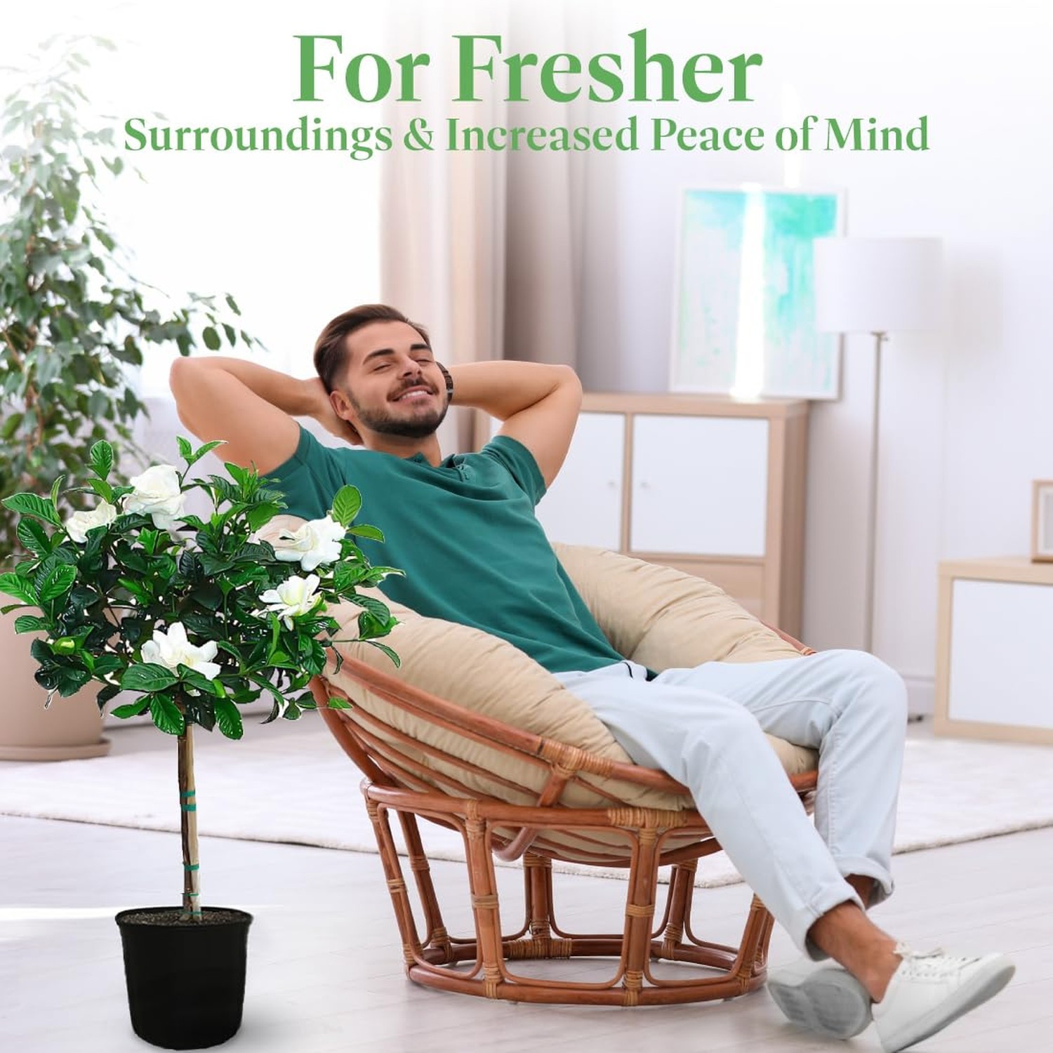 American Plant Exchange Gardenia Tree – Live Evergreen in Large 8-Inch Pot