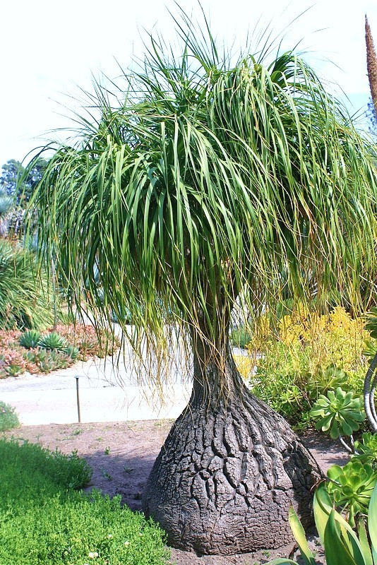 Beaucarnea Recurvata, RARE elephant foot ponytail palm CAUDEX bonsai 100 SEEDS