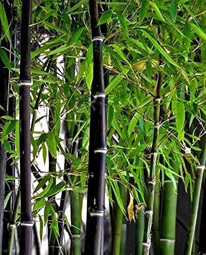 Black Bamboo Seeds for Planting – 150+ Seeds – Grow Black Bamboo, Privacy Screen