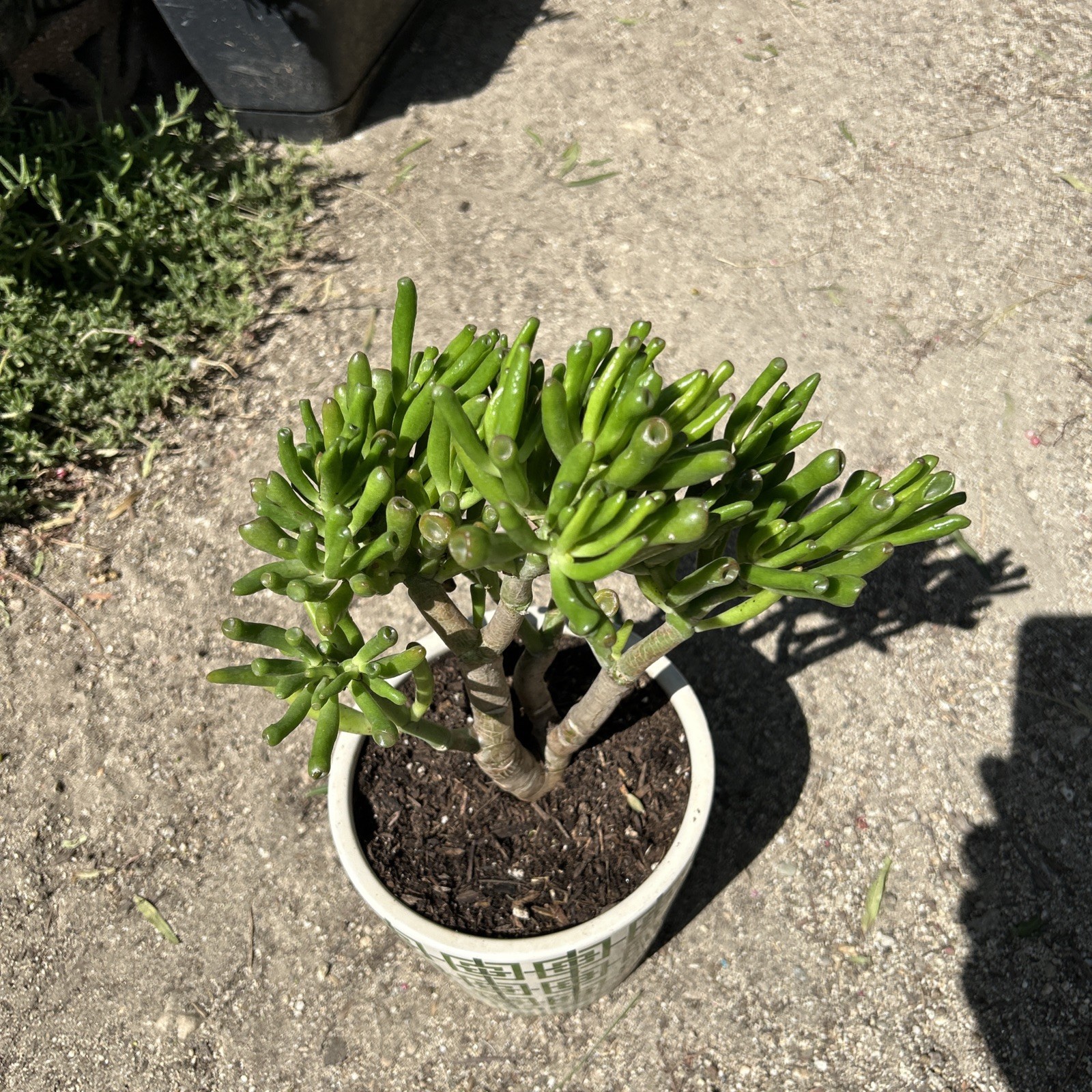 Hobbit Jade plant Crassula Ovata Gollum Jade plant 7” To 8” Tall