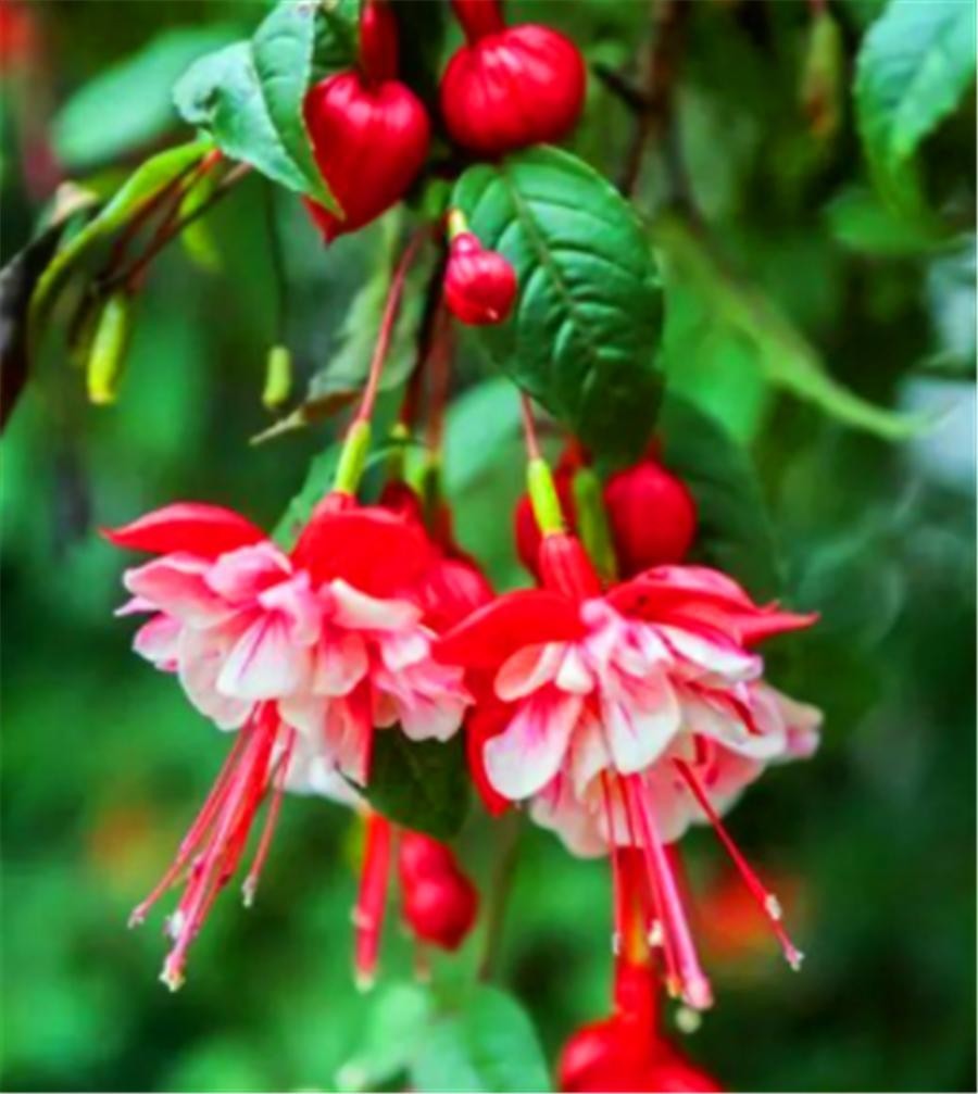 50pcs/bag Fuchsia Seeds Potted Flowers seeds,bonsai seeds.#4517