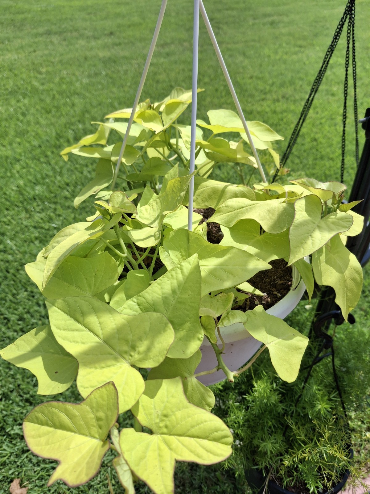 3 Live Rooted Ornamental Sweet Potato Vine. Easy To Grow. Ready To Plant!