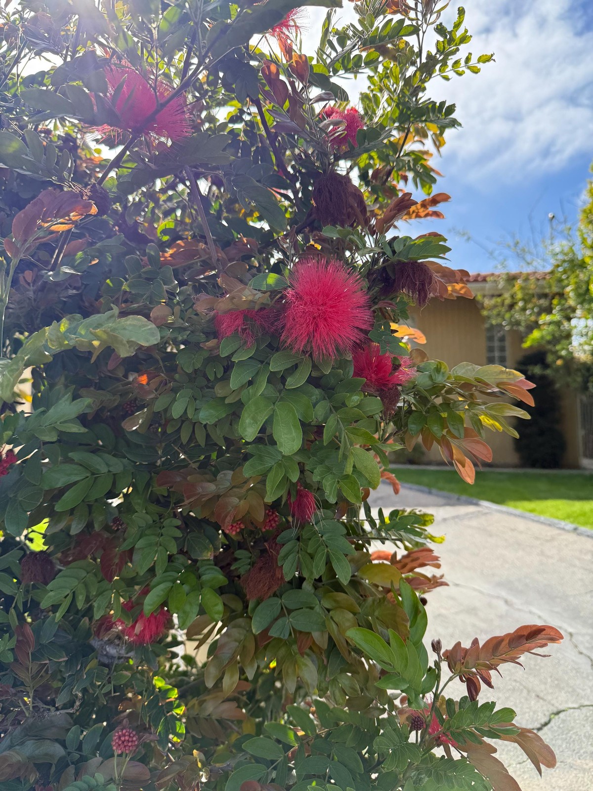 Powderpuff Pink Tree Starter – Calliandra Inaequilatera