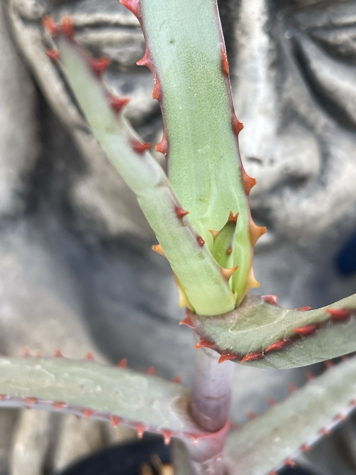 Aloe DIVARICATA — “Mr. Toothy” rare aloe seedling — SEED GROWN!!