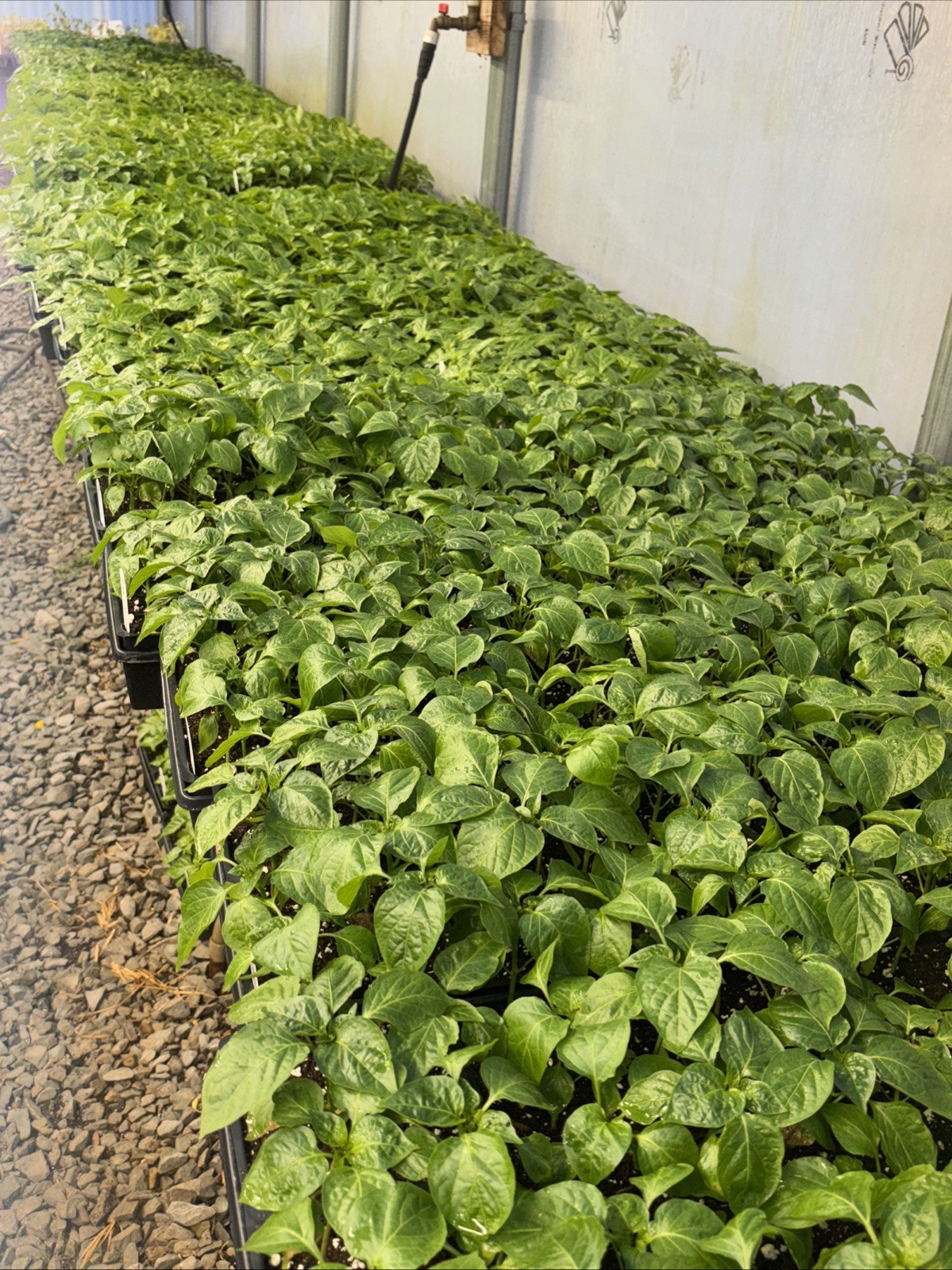 “YOU PICK” Lot of 3 LIVE 75 + DAY OLD SUPER HOT PEPPER PLANTS See the List