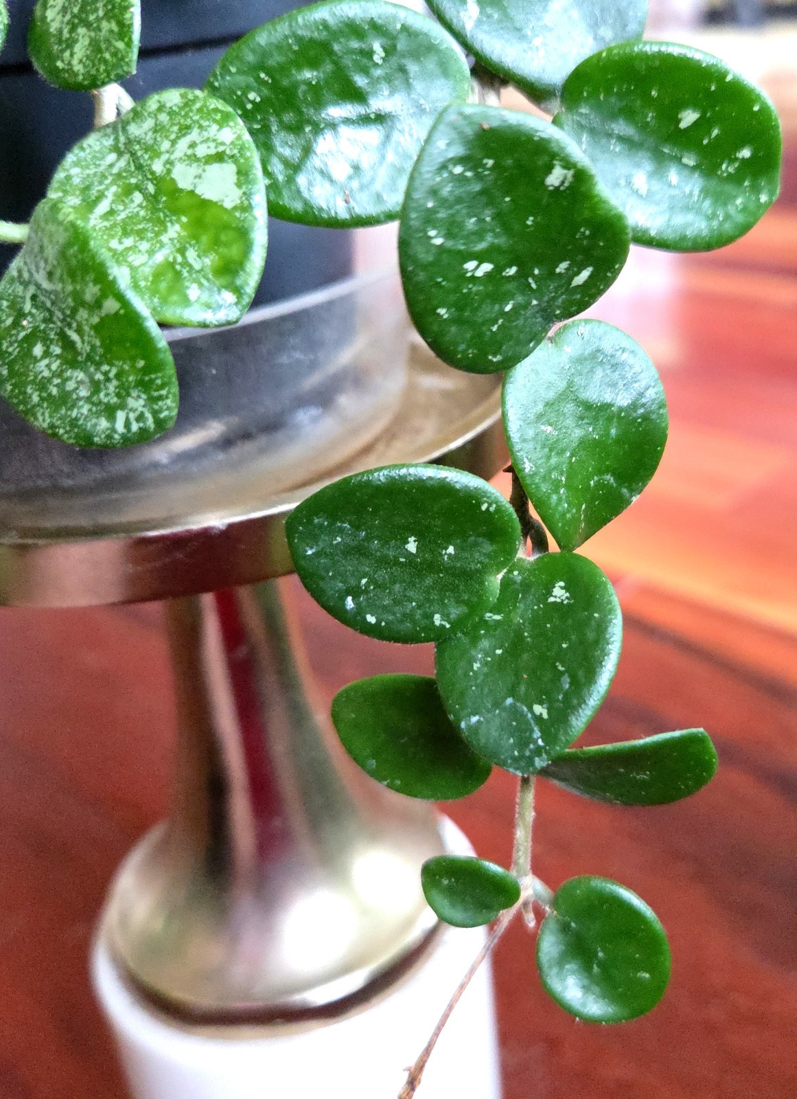 RARE Hoya Splashy Carnosa X Serpens 11″ Long No Monstera Philodendron Anthurium