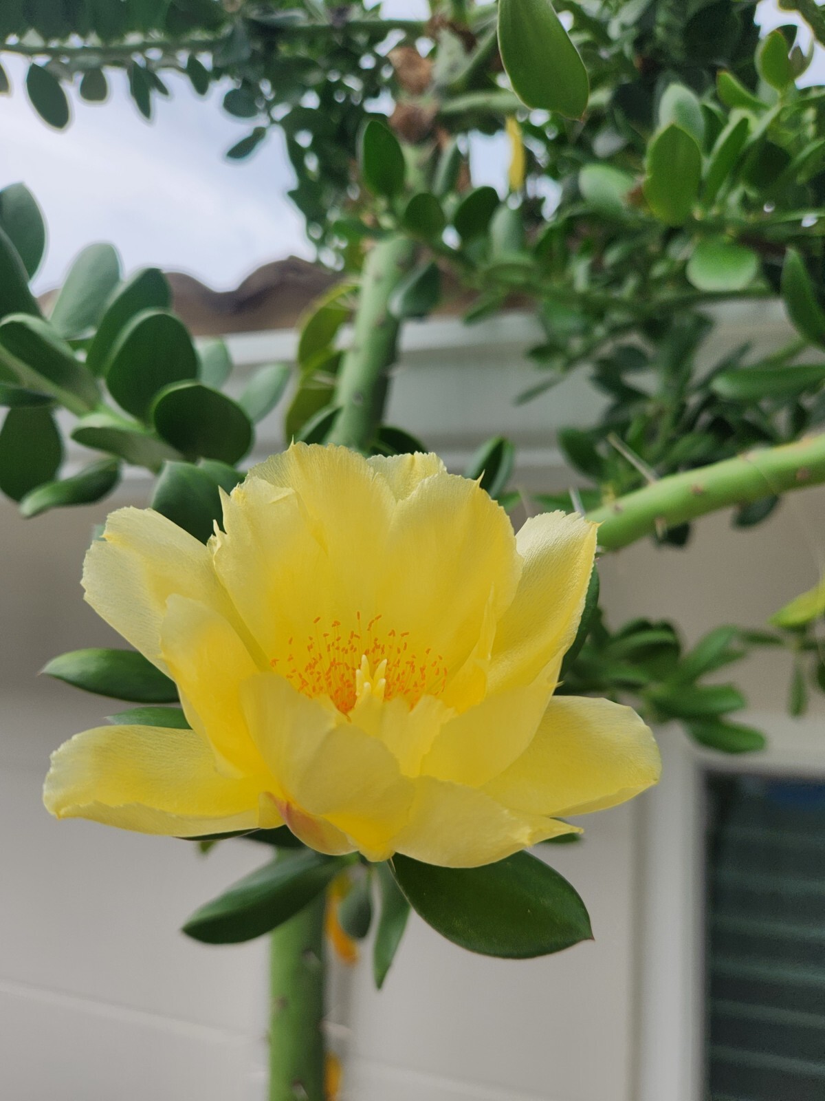 5x GIANT Pereskiopsis. 5″ Cuttings. Grows 15 ‘+ And Thicker than Soda Can. HUGE