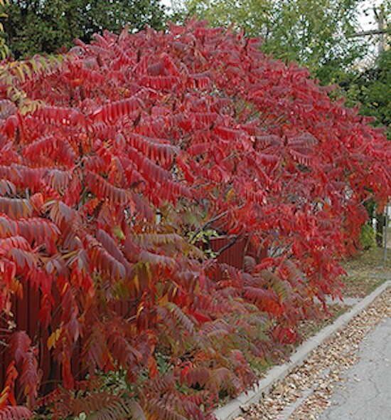 Staghorn Sumac Seeds Rhus Typhina Native Red Lemonade Red Fall Colors Landscape