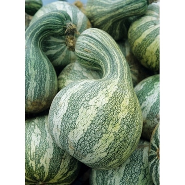 Cushaw Mixture Seeds Fresh Seeds Squash/Pumpkin Fresh seed FREE Shipping