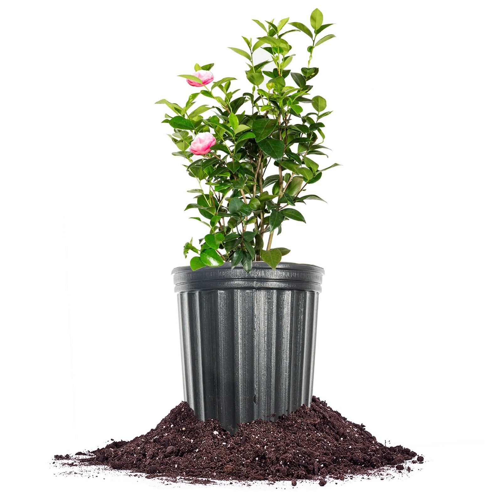 Perfect Plants Pink Perfection Camellia Bush 1 Gallon Live Shrub For Outdoor