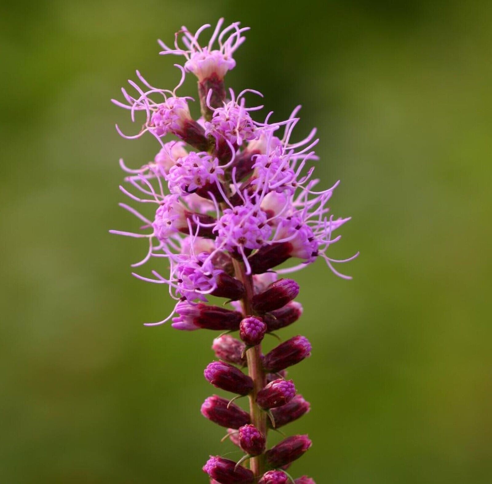 Blazing Star 50 Plants – Liatris Spicata Perennial Bare Root Live Garden Plant