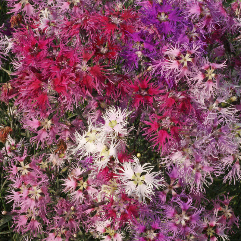 Dianthus Rainbow Loveliness Flower Seeds, Mixed Colors, FREE SHIPPING