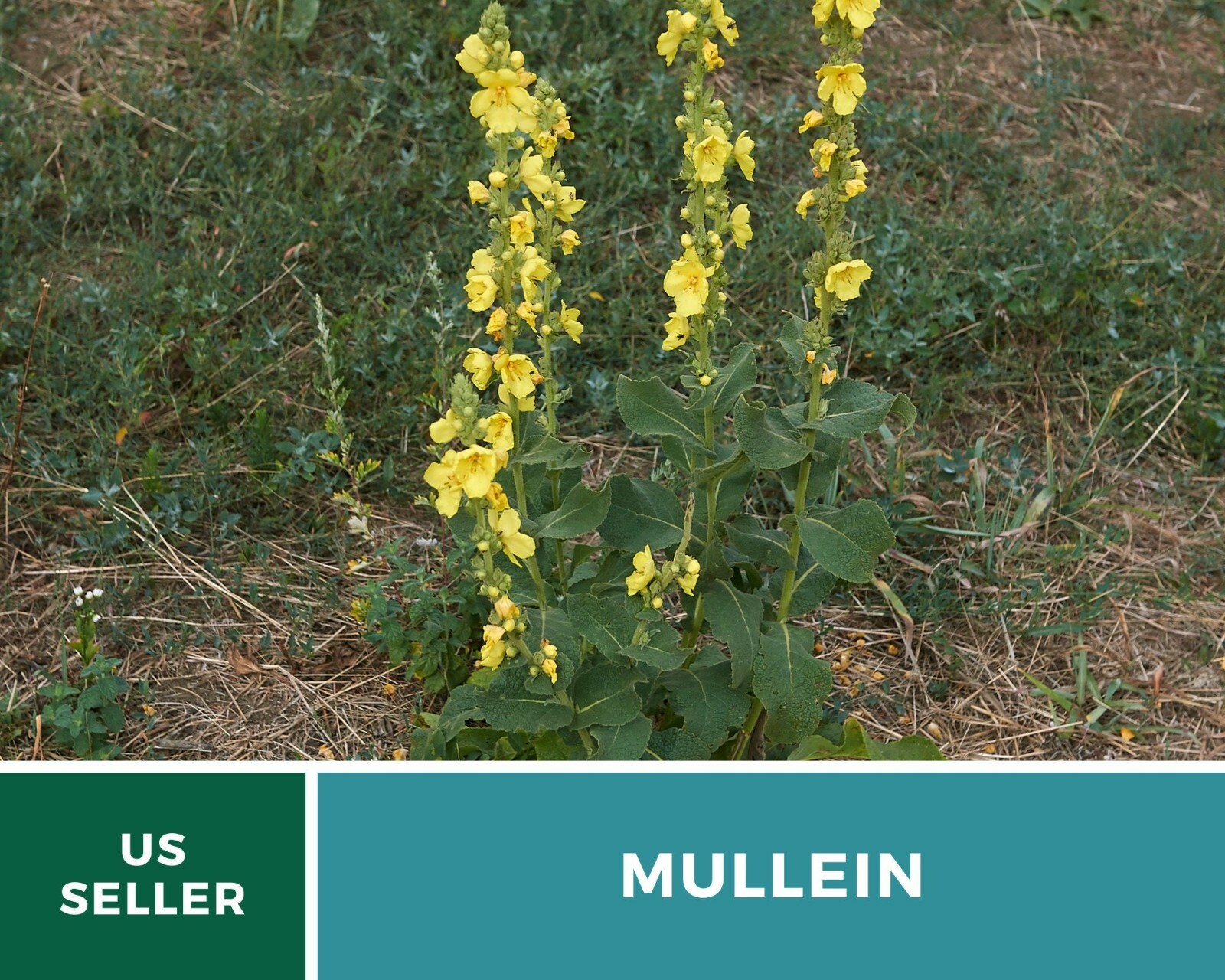 Mullein, Common – Heirloom Seeds – Medicinal Herb Seeds – Non-GMO (Verbascum tha