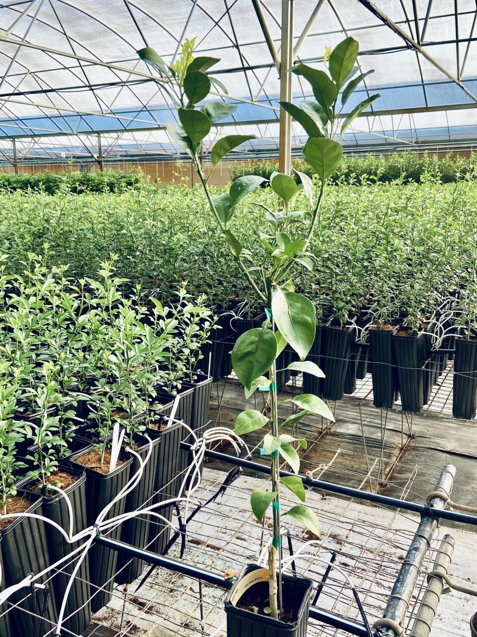 Florida only!! Shiranui Mandarin Tree, Dekopon, grafted, 26 – 30 inches