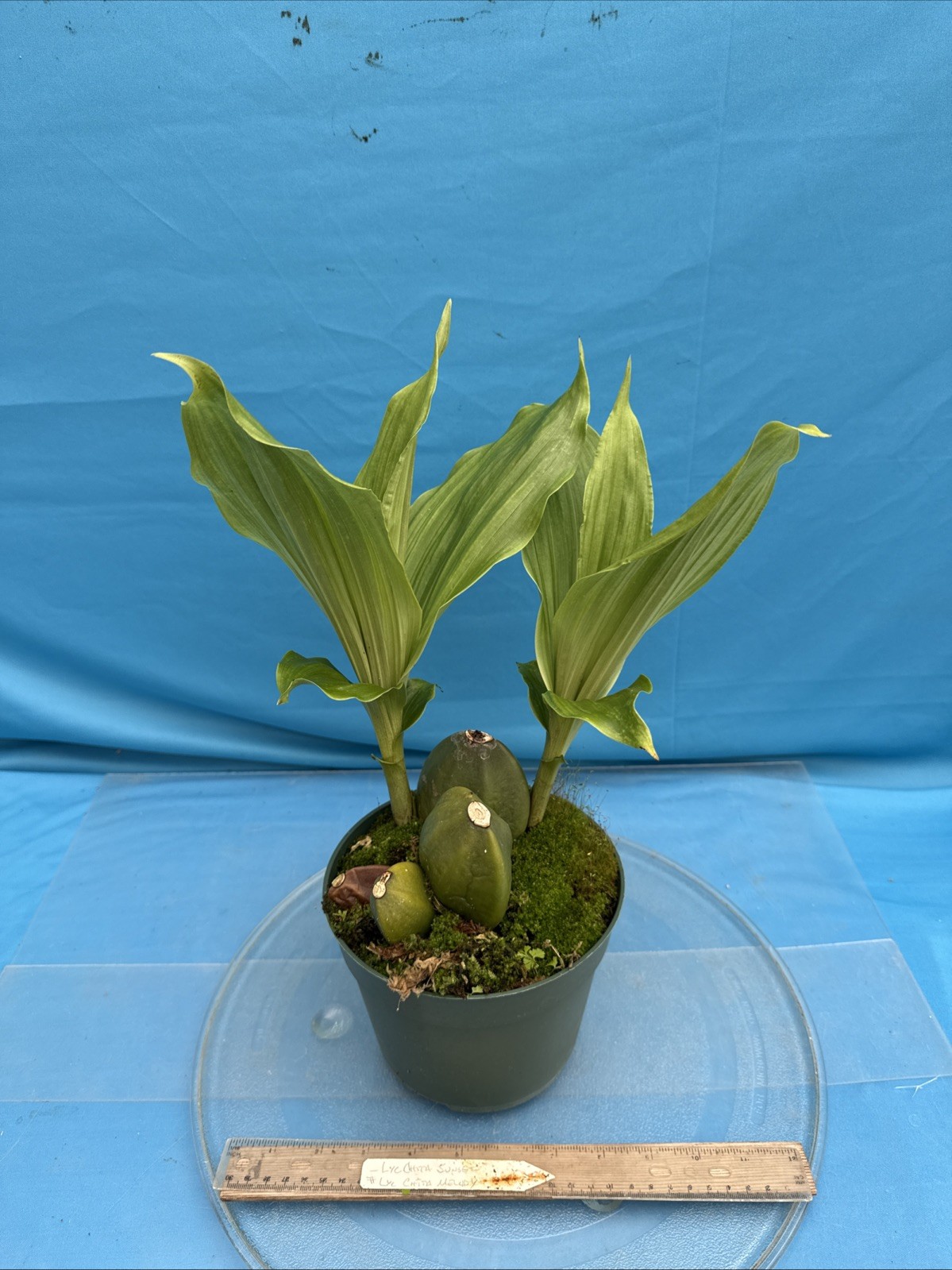 Lycaste Chita Sunset x Cita Melody Pink Red 2 New Growths Orchid Hybrid 7” Pot