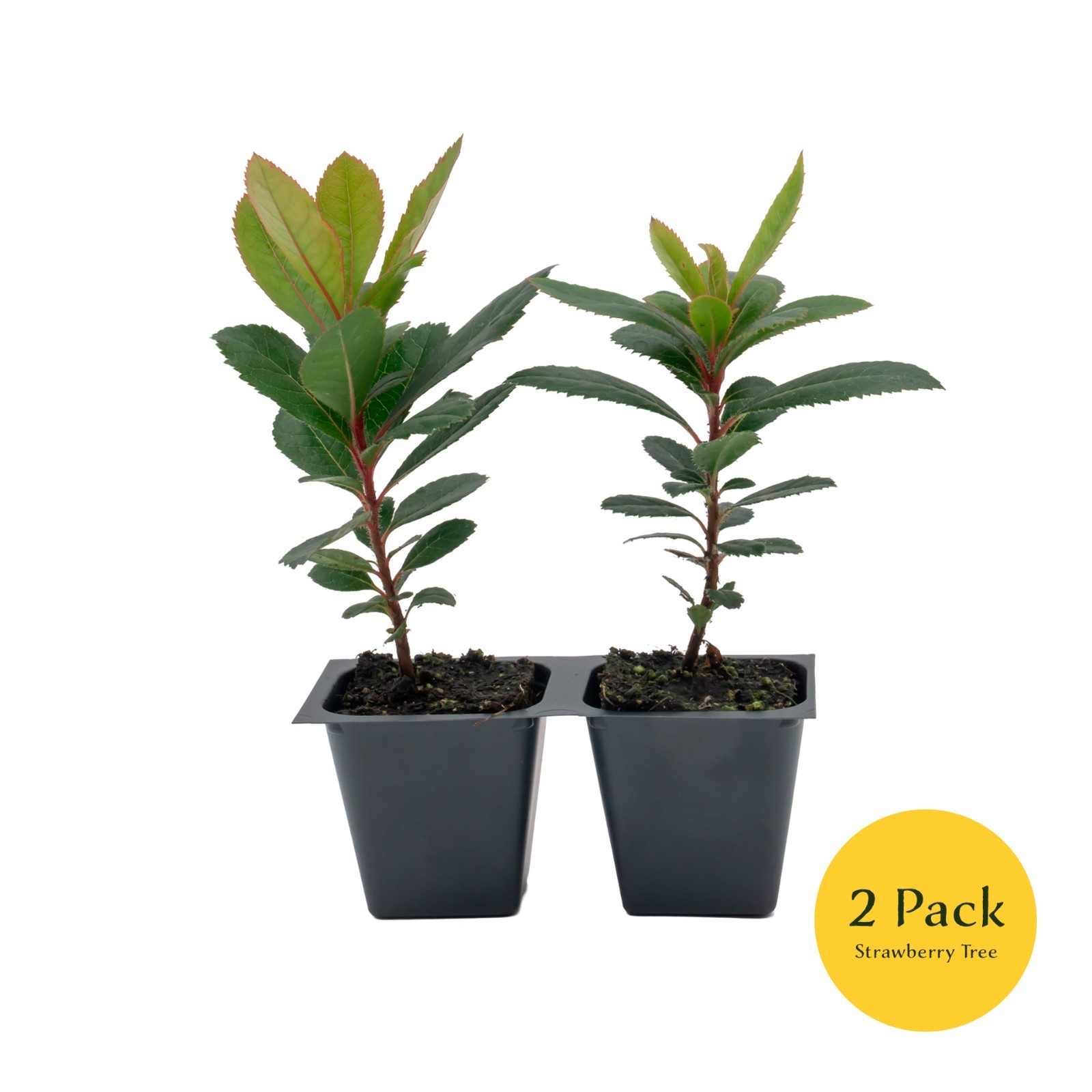 Arbutus Unedo – Strawberry Tree – Live Plants – Sweet Beauty in 2.5 Inch Cubes