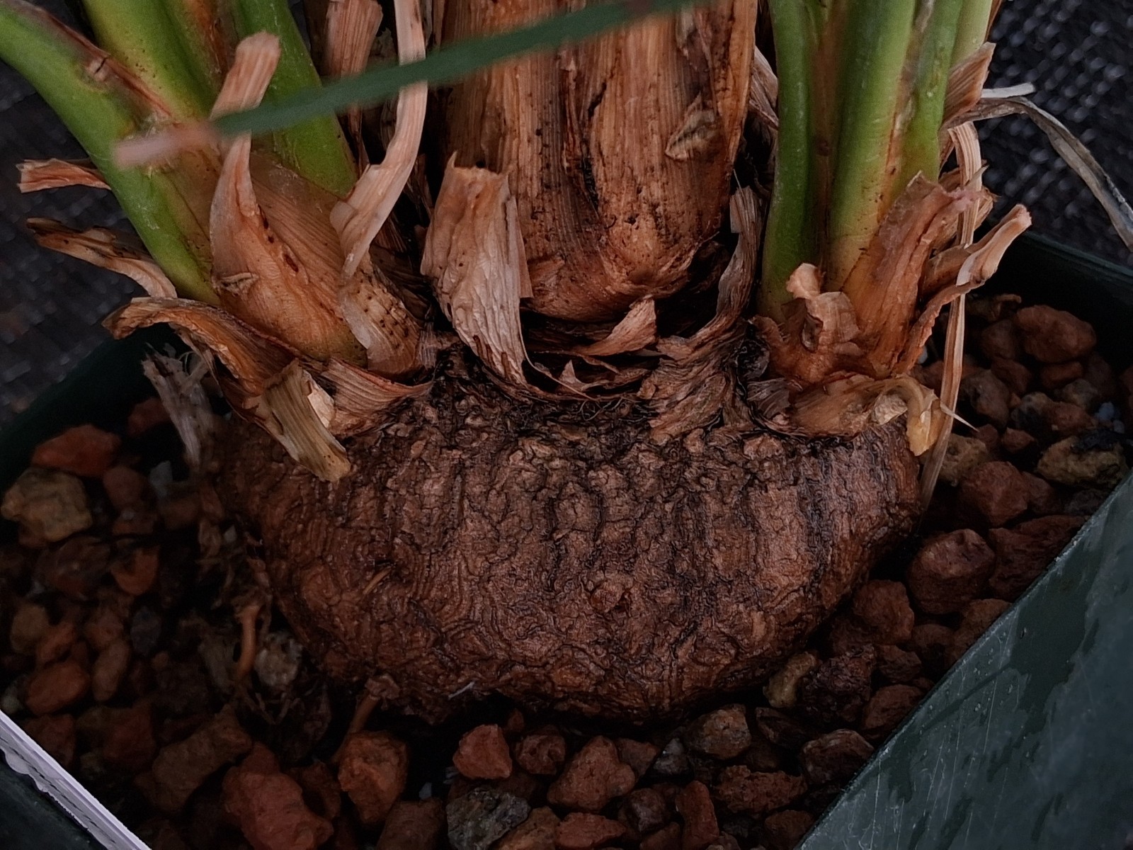Calibanus hookeri — The Living Boulder: A Rare Sculptural Statement Succulent
