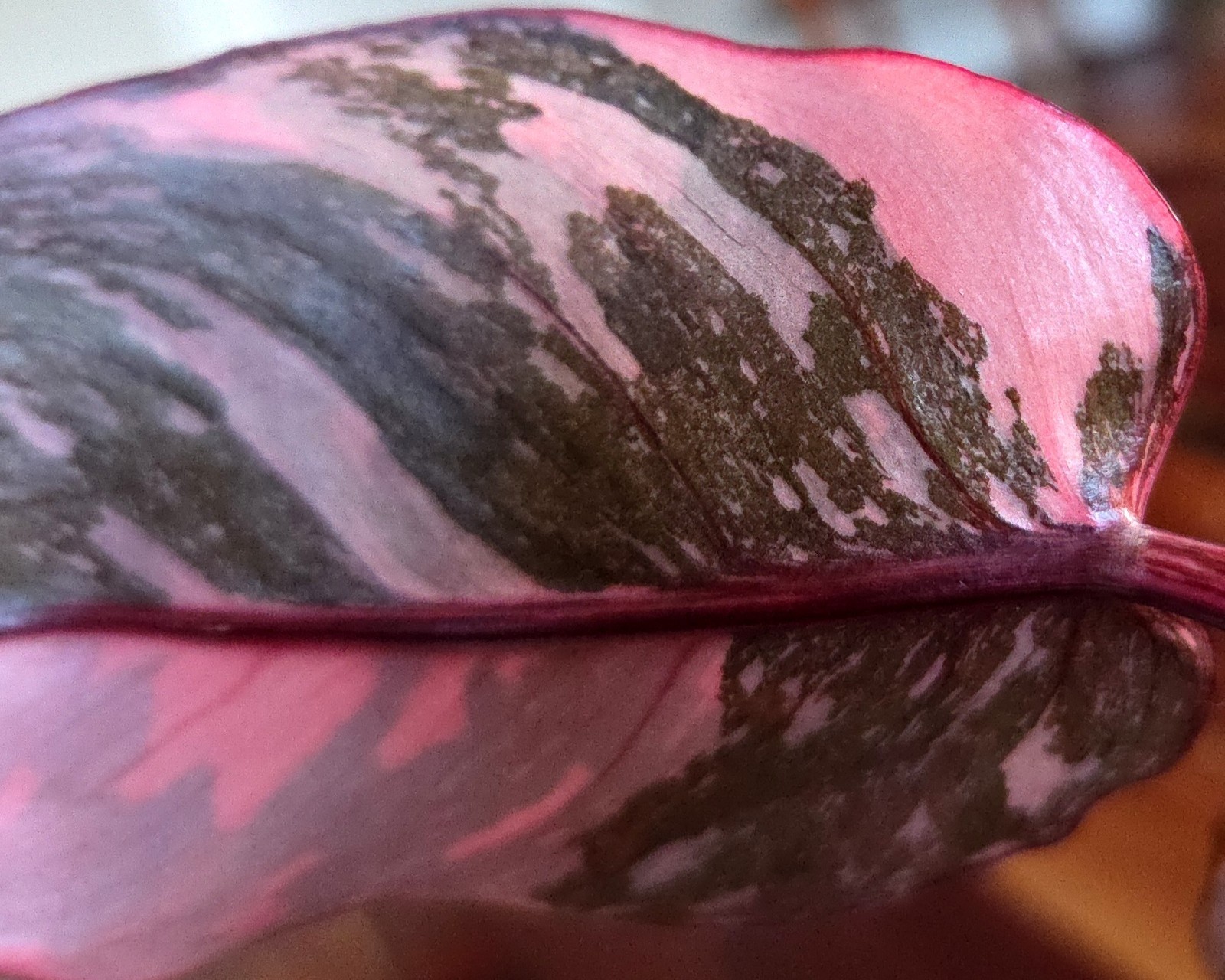 Rare Philodendron Dark Cherry Princess Galaxy 15″ Wide Not Monstera Anthurium