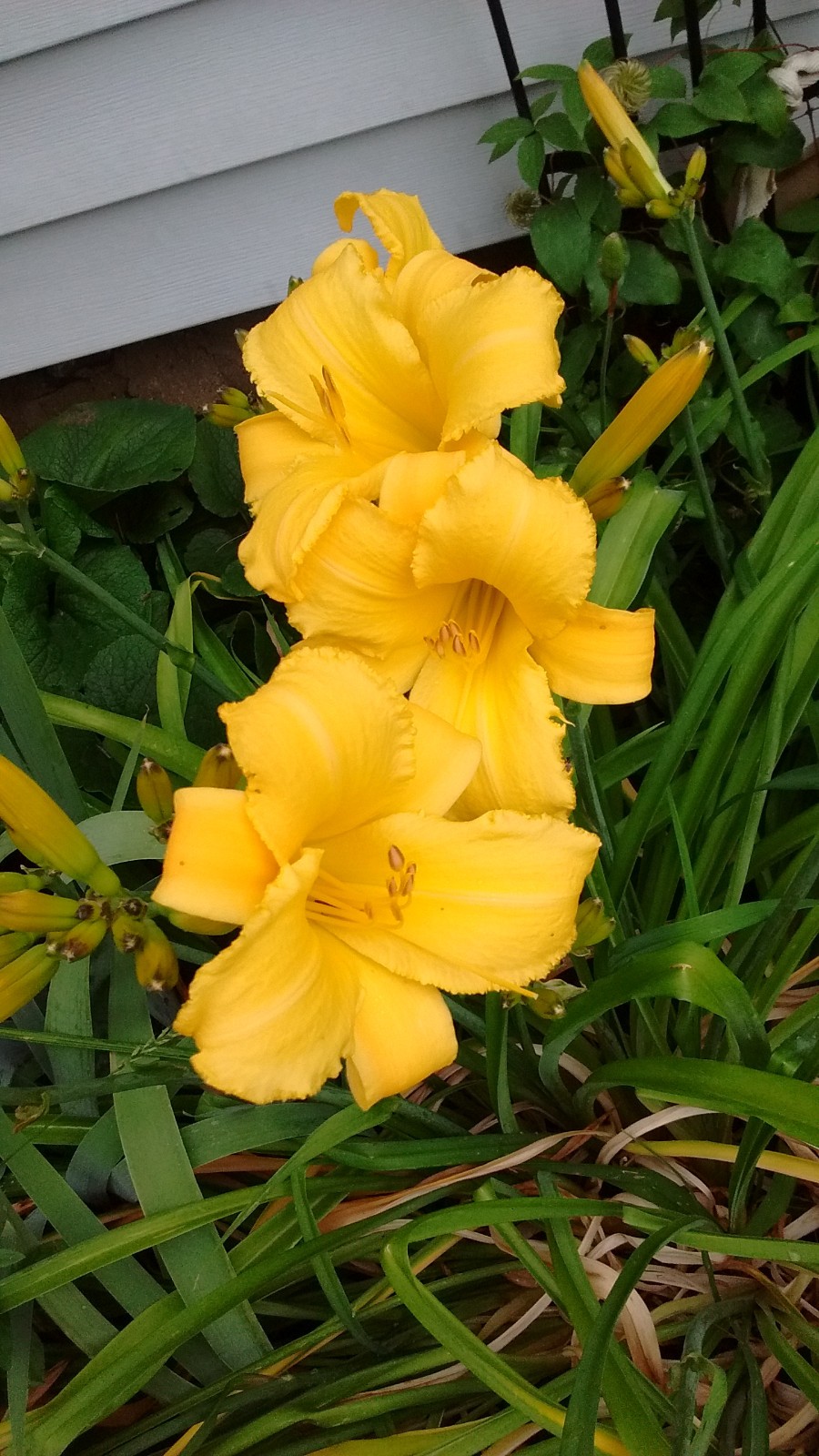 3 HEMEROCALLIS Mary Todd Daylily HUGE YELLOW BLOOMS Perennial BARE ROOT FANS