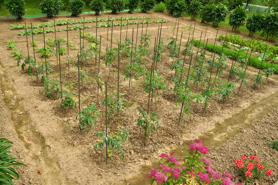 150+ Heirloom Vegetable Seeds 6 Variety Garden Set #5 Emergency Survival NON-GMO