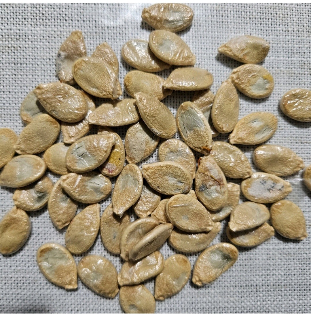 6 type of Seeds. Butternut squash, okra, Malabar Spinach,Kabocha, seminole gourd