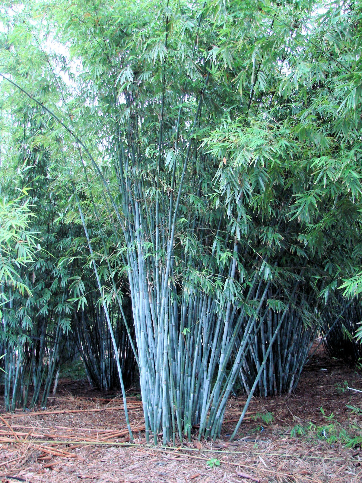 Tropical Blue Bamboo – Bambusa chungii **NON-INVASIVE, CLUMPING**