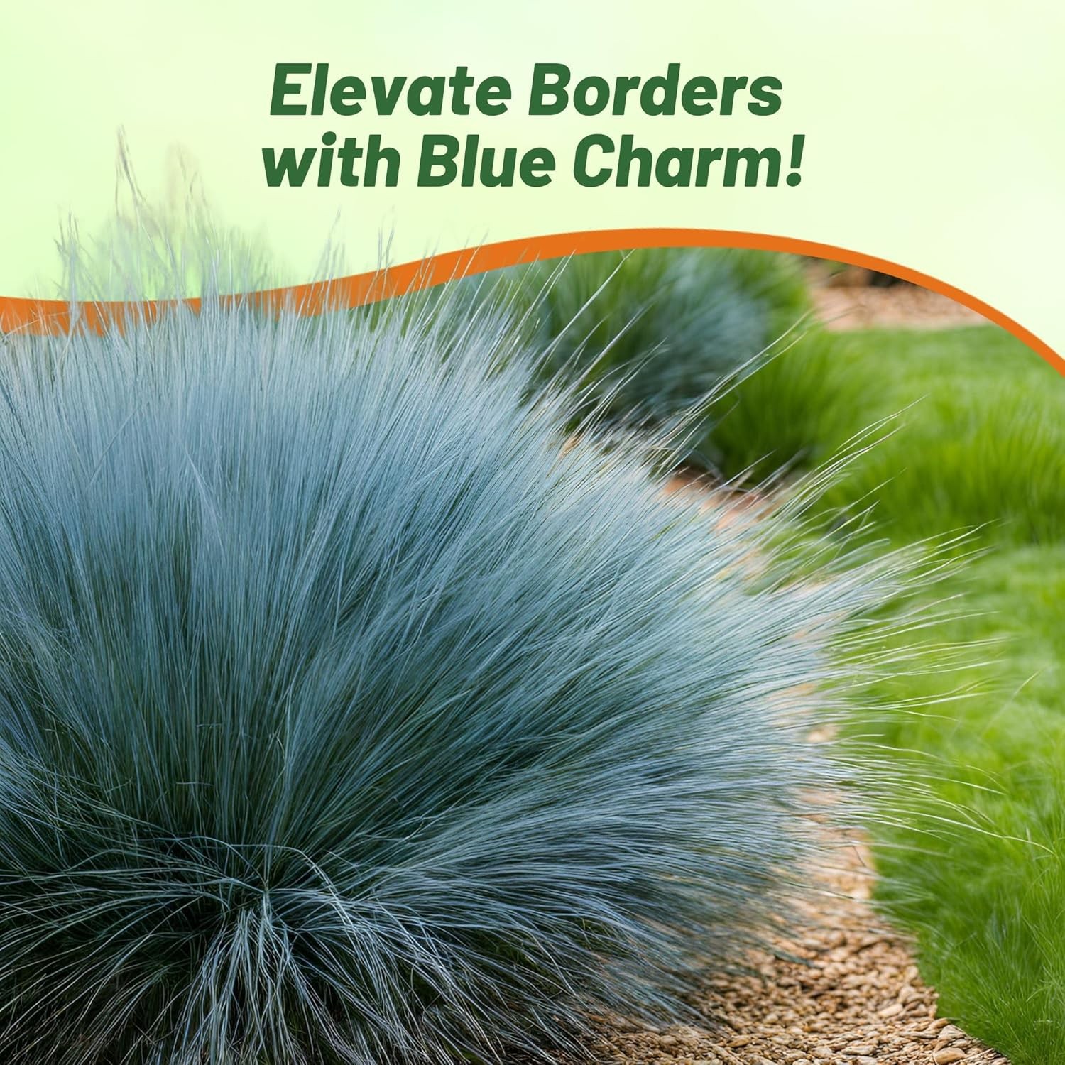 10000 Seeds Blue Fescue Seeds For Planting | Ornamental Grass For Xeriscape