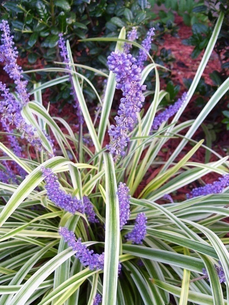 Liriope Variegated | 2 Inch | Liriope muscari | Low Maintenance | Hardy Plant