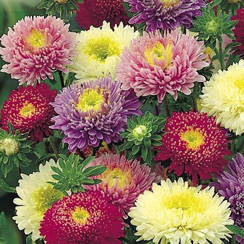 1000+ Powder Puff Aster Seeds – Rainbow Mix – Chrysanthemum – Fresh Cut Flowers