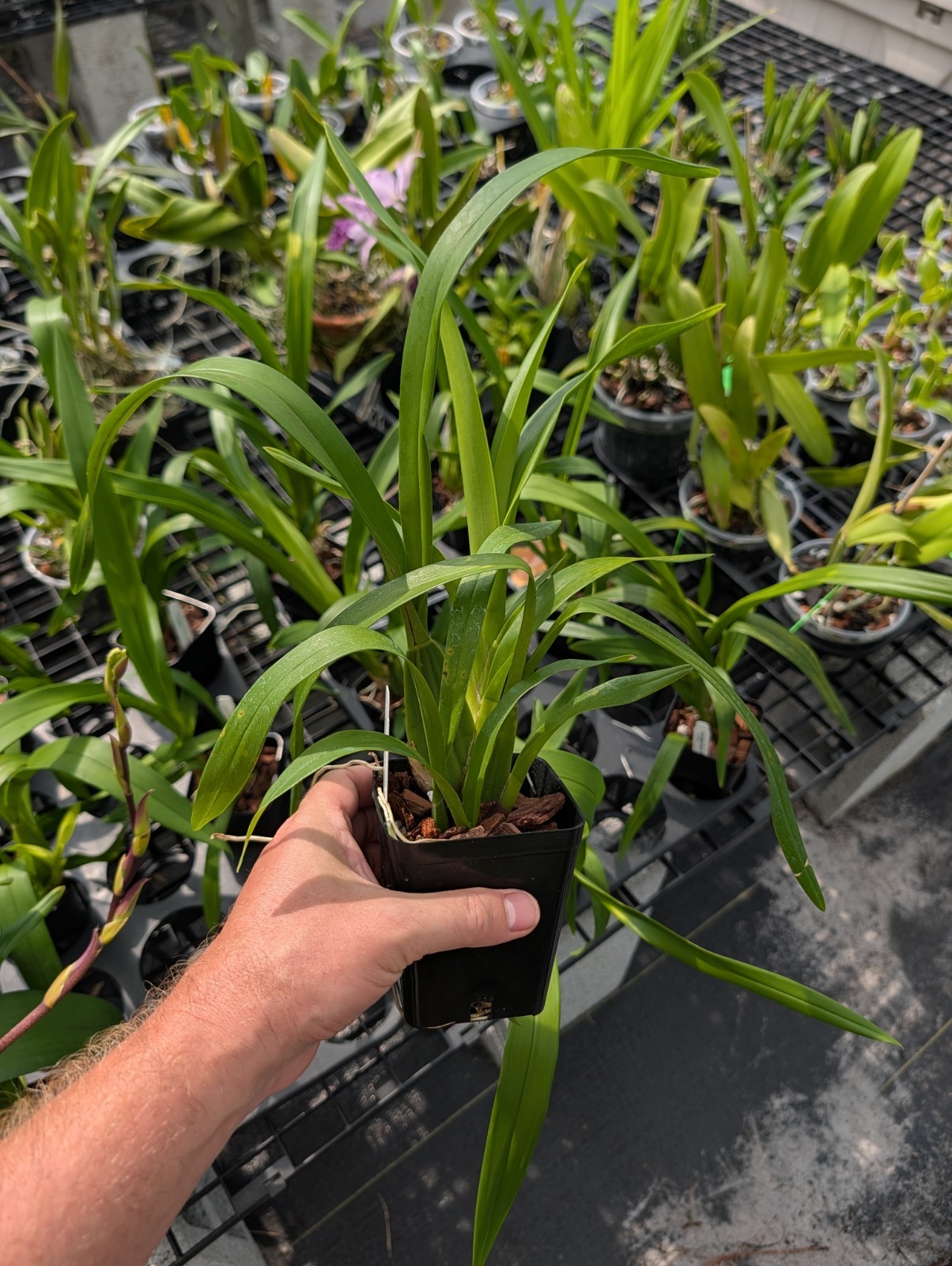 Oncidesa Gower Ramsey ‘Orange Delight’ | 3.5″ Pot | BS not in bloom