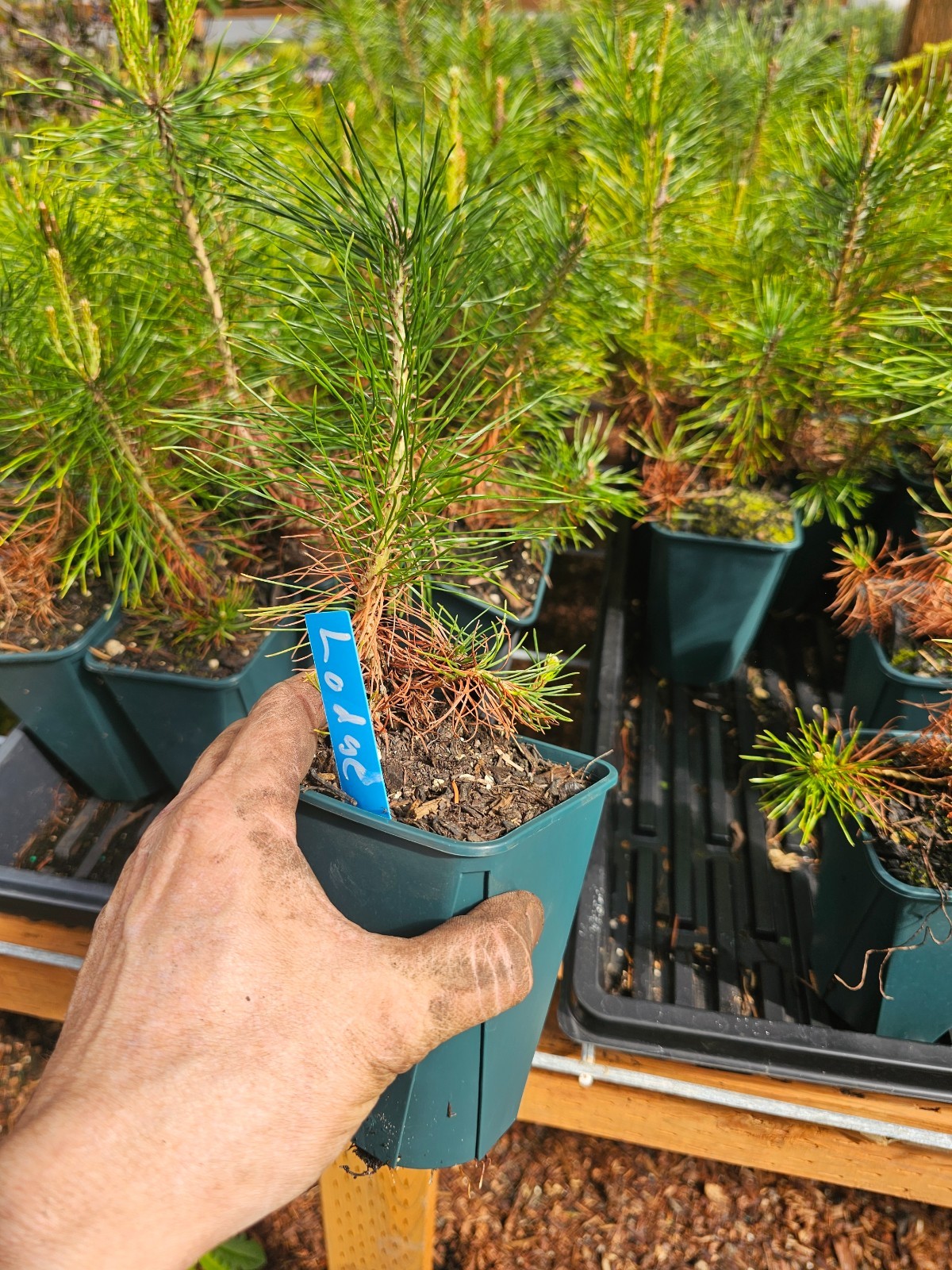 ONE LARGE live LODGEPOLE PINE TREE sapling evergreen conifer in 6″ pot