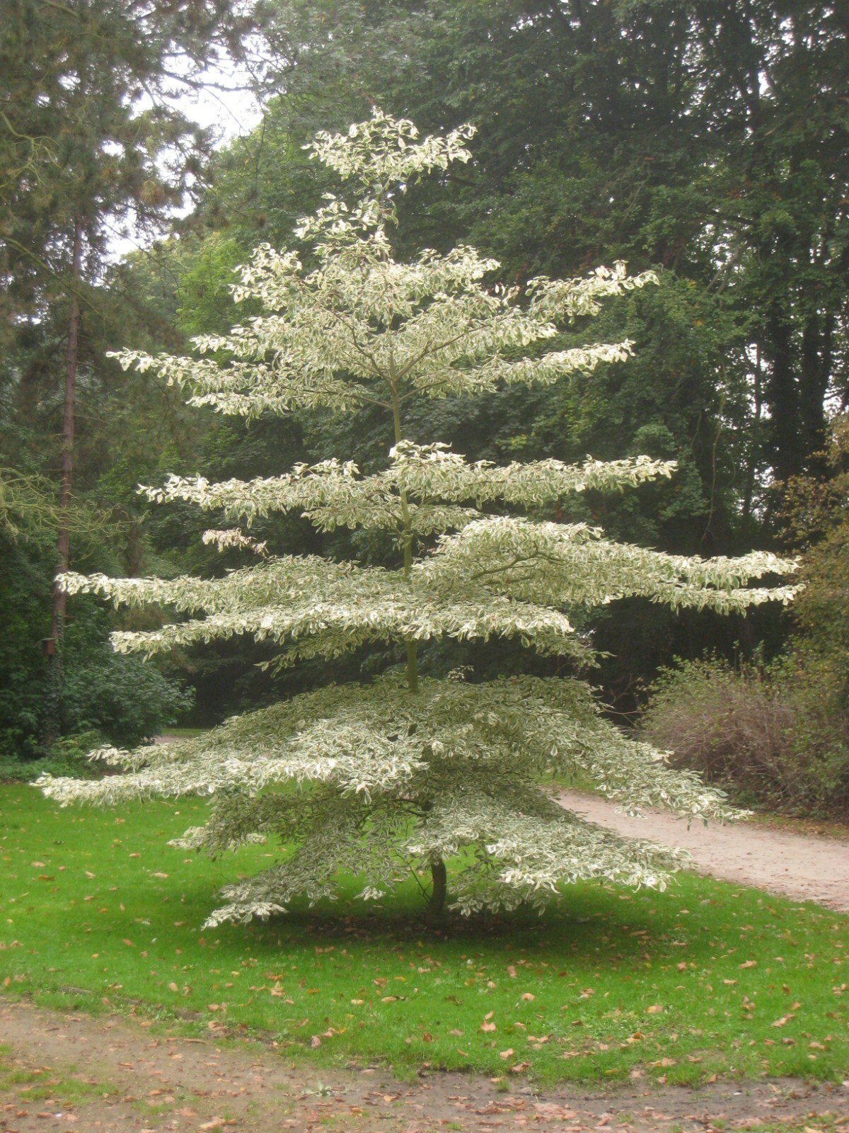 Giant Dogwood (Cornus controversa), 20 seeds