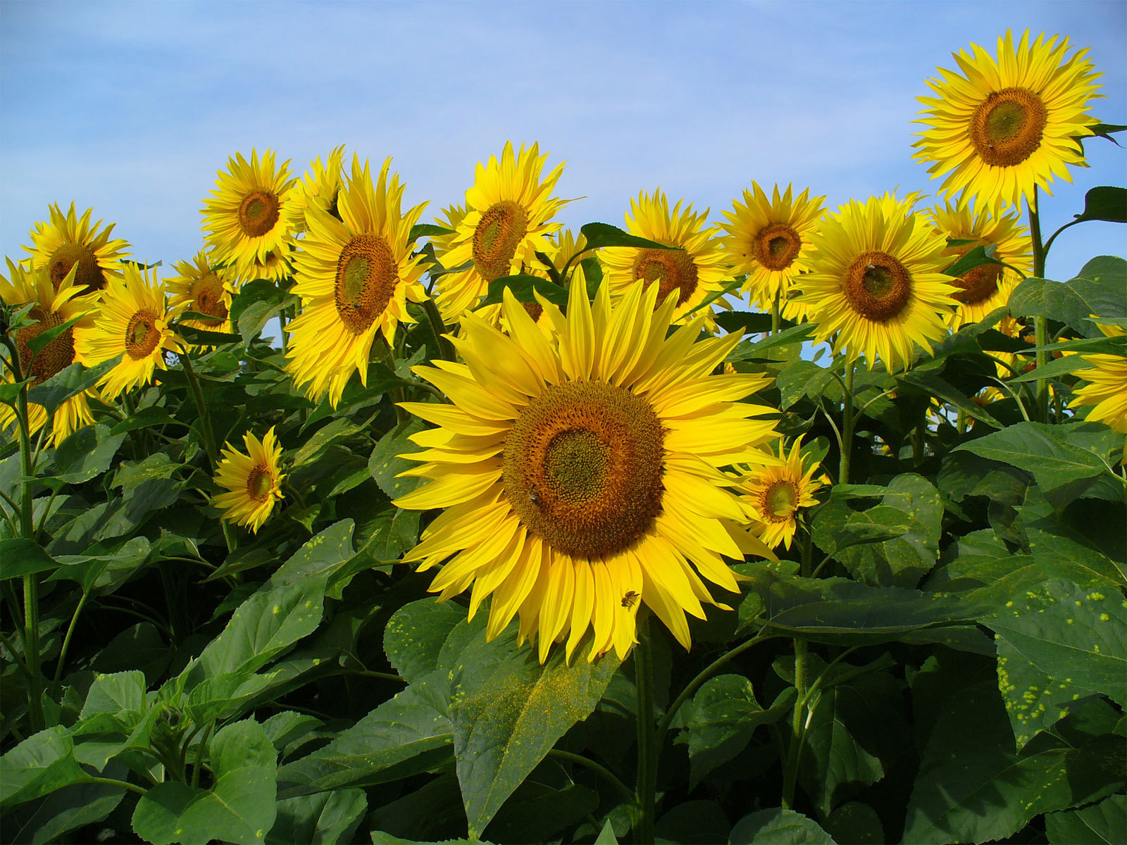 Helianthus annuus | Common Sunflower | 50_Seeds