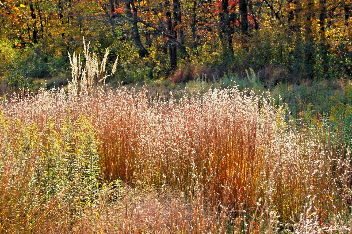 500+ LITTLE BLUESTEM Seeds Native Prairie Grass Ornamental Perennial Fall Colors