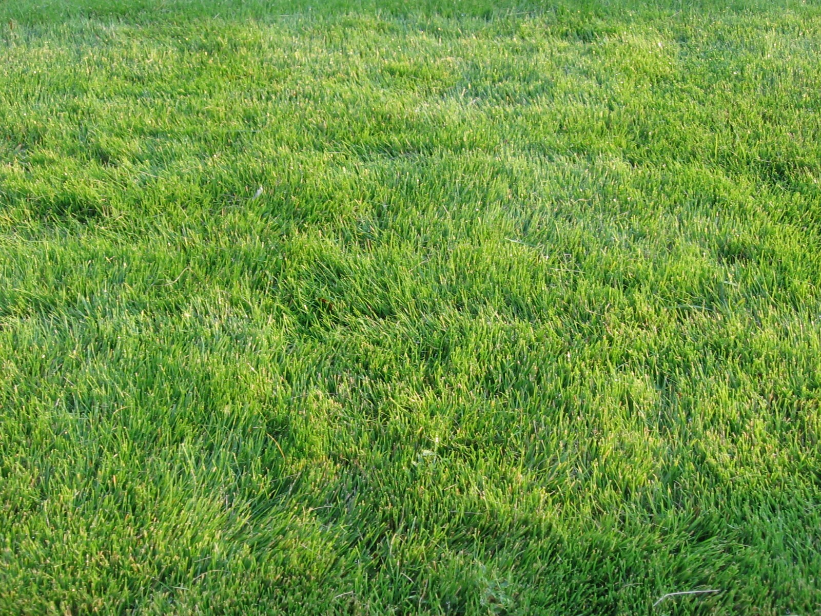 Emerald Zoysia grass 1 lbs