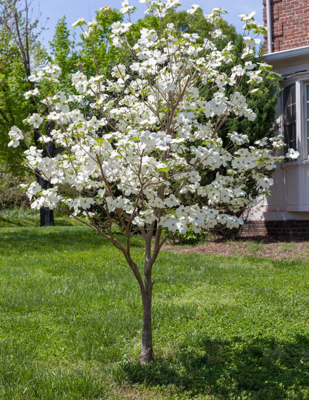 Live White Flowering Dogwood Plant – Quart Pot – No Ship to AK, HI & P.R.