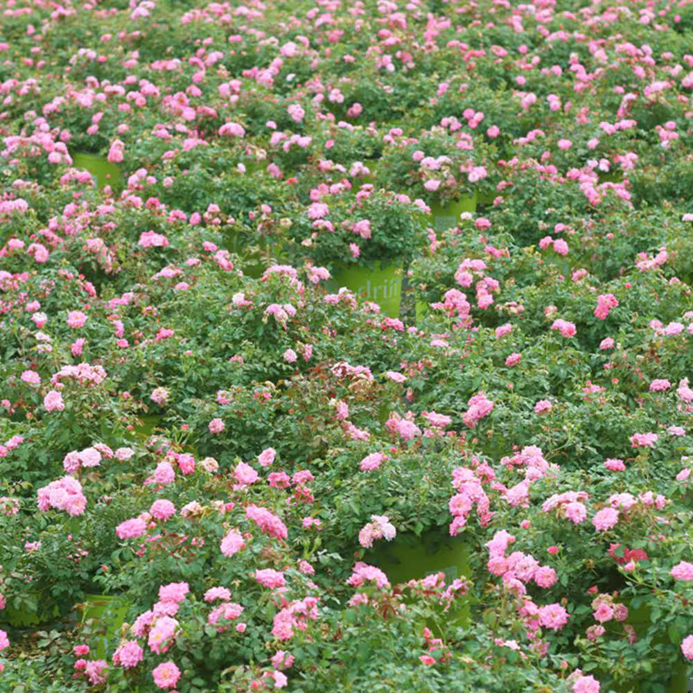 1 Gal. Sweet Drift Rose Bush with Pink Flowers (2-Pack)